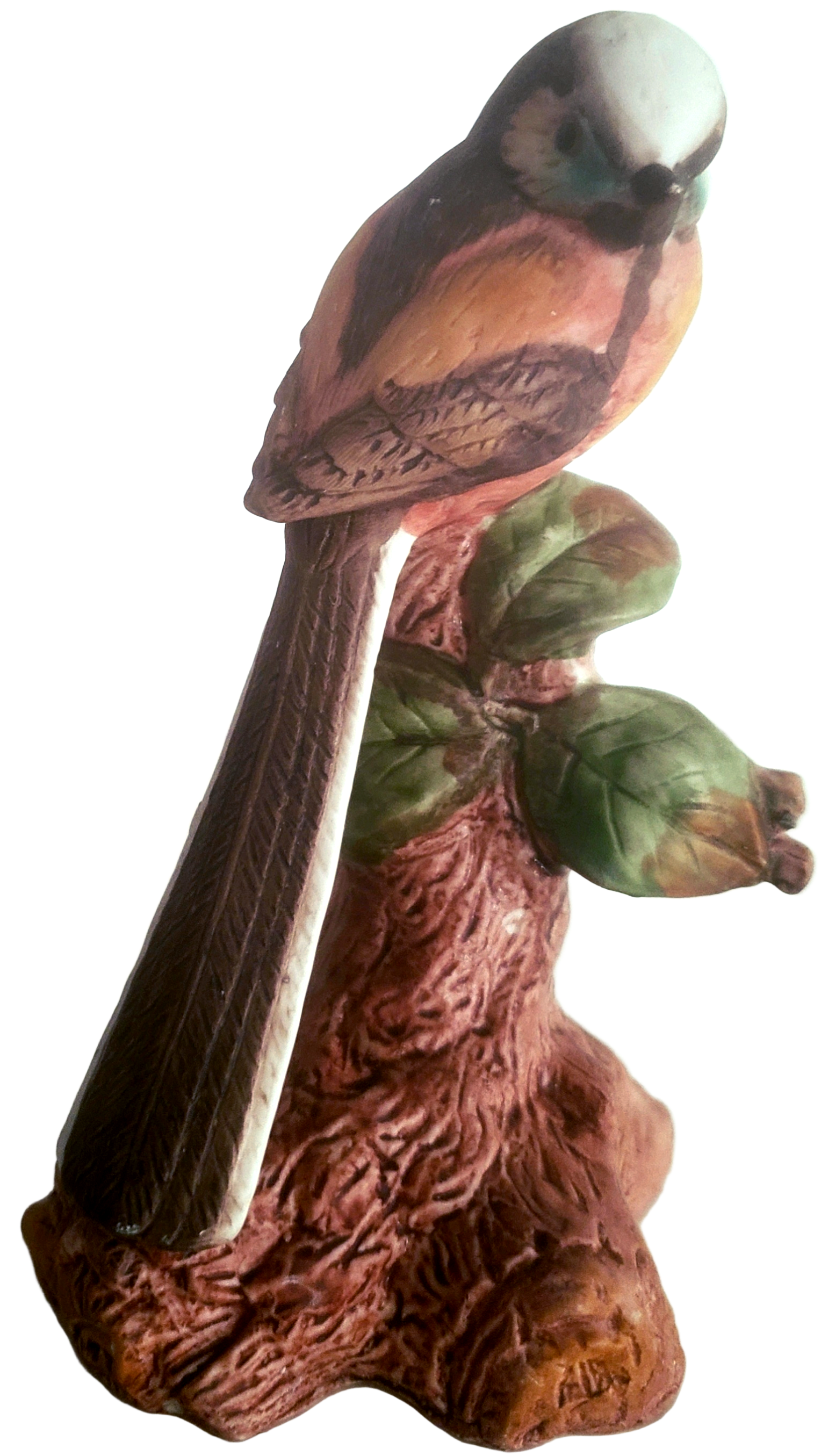 Long-tailed bird